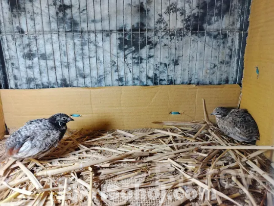 কিং কোয়েল (King Quail)